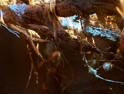extant_HTLJ_3x12-Surprise_4358