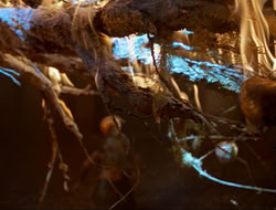 extant_HTLJ_3x12-Surprise_4359