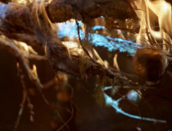 extant_HTLJ_3x12-Surprise_4360