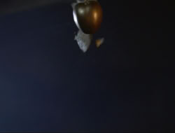 extant_HTLJ_3x12-Surprise_4635
