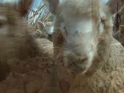 extant_HTLJ_3x18-ReignOfTerror_00350