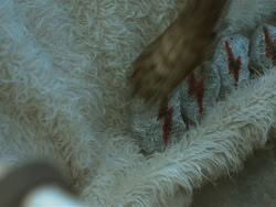 extant_HTLJ_3x18-ReignOfTerror_00446