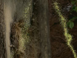 extant_HTLJ_3x18-ReignOfTerror_03749