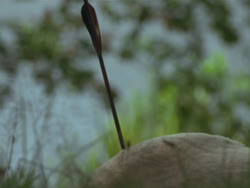 extant_HTLJ_3x19-TheEndOfTheBeginning_02717