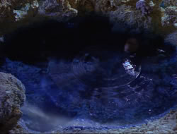 extant_HTLJ_4x14-ArmageddonNowPart2_00308