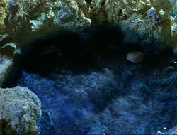 extant_HTLJ_4x14-ArmageddonNowPart2_00312