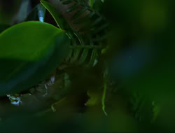 extant_HTLJ_4x15-YesVirginiaThereIsAHercules_00254