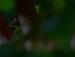 extant_HTLJ_4x15-YesVirginiaThereIsAHercules_00255