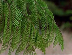 extant_HTLJ_4x16-Porkules_0233