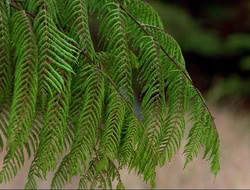 extant_HTLJ_4x16-Porkules_0234