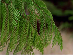 extant_HTLJ_4x16-Porkules_0235