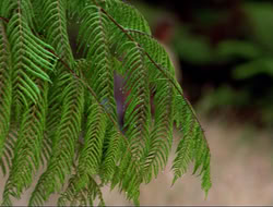 extant_HTLJ_4x16-Porkules_0236