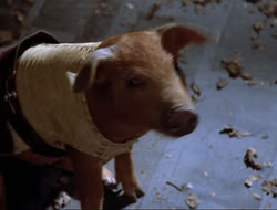 extant_HTLJ_4x16-Porkules_0724