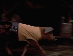 extant_HTLJ_4x16-Porkules_1431