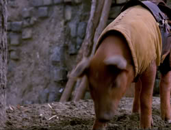 extant_HTLJ_4x16-Porkules_1458
