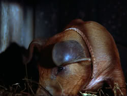 extant_HTLJ_4x16-Porkules_1869