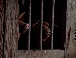 extant_HTLJ_4x16-Porkules_2102