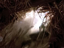 extant_HTLJ_4x16-Porkules_3032