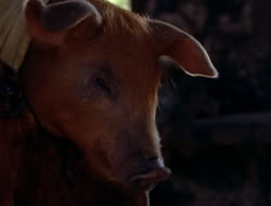 extant_HTLJ_4x16-Porkules_3048