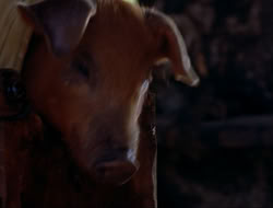 extant_HTLJ_4x16-Porkules_3049