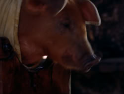 extant_HTLJ_4x16-Porkules_3050