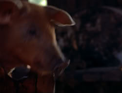 extant_HTLJ_4x16-Porkules_3052