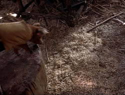 extant_HTLJ_4x16-Porkules_3053