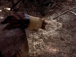 extant_HTLJ_4x16-Porkules_3054