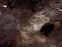 extant_HTLJ_4x16-Porkules_3055
