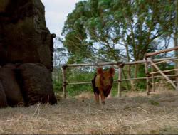 extant_HTLJ_4x16-Porkules_3071