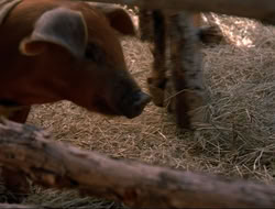 extant_HTLJ_4x16-Porkules_3076