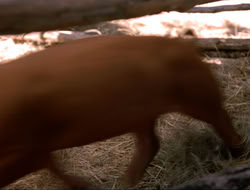 extant_HTLJ_4x16-Porkules_3086