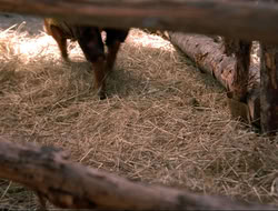 extant_HTLJ_4x16-Porkules_3089