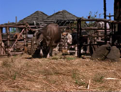 extant_HTLJ_4x16-Porkules_3126