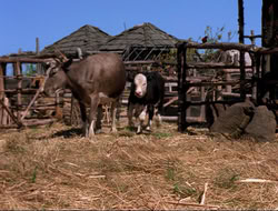 extant_HTLJ_4x16-Porkules_3127