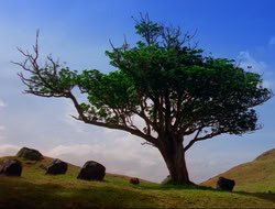 extant_HTLJ_4x16-Porkules_3204
