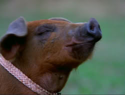 extant_HTLJ_4x16-Porkules_3224