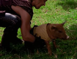 extant_HTLJ_4x16-Porkules_3276