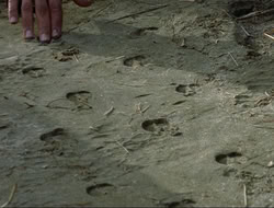 extant_HTLJ_4x16-Porkules_3584