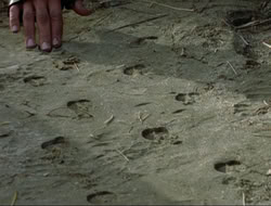 extant_HTLJ_4x16-Porkules_3585