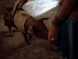 extant_HTLJ_4x16-Porkules_3704