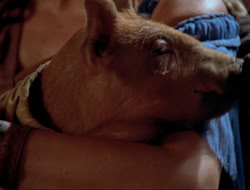 extant_HTLJ_4x16-Porkules_3825
