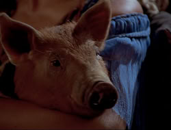 extant_HTLJ_4x16-Porkules_3828