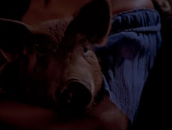 extant_HTLJ_4x16-Porkules_3829