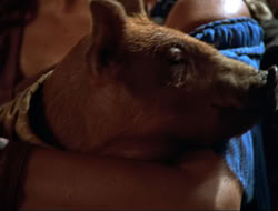extant_HTLJ_4x16-Porkules_3834