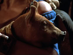 extant_HTLJ_4x16-Porkules_3848