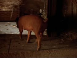 extant_HTLJ_4x16-Porkules_3854
