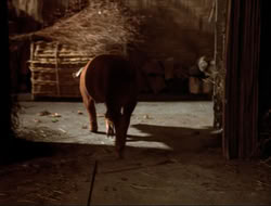 extant_HTLJ_4x16-Porkules_3855