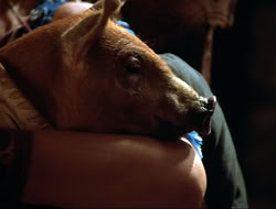 extant_HTLJ_4x16-Porkules_3857