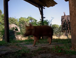 extant_HTLJ_4x16-Porkules_3861